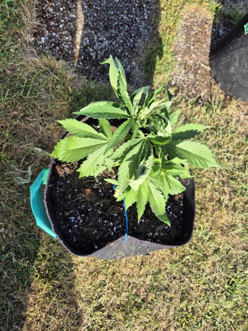 Outdoor Fastbuds grow 2026. Week 3