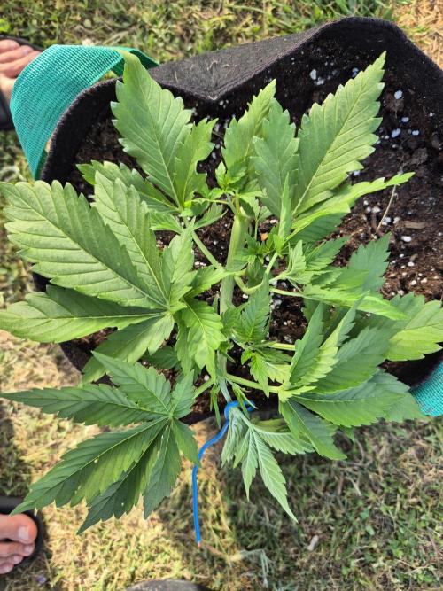 Outdoor Fastbuds grow 2026. Week 3