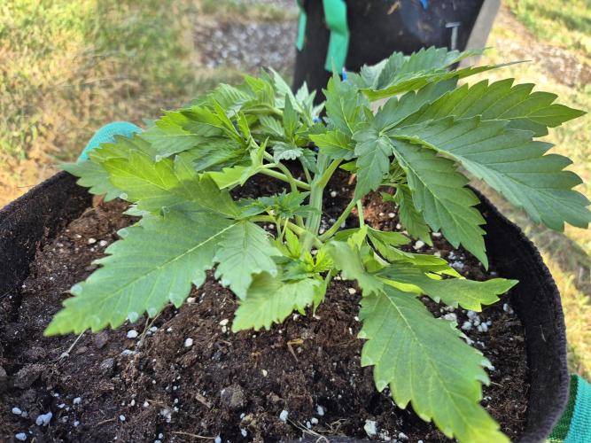 Outdoor Fastbuds grow 2026. Week 3