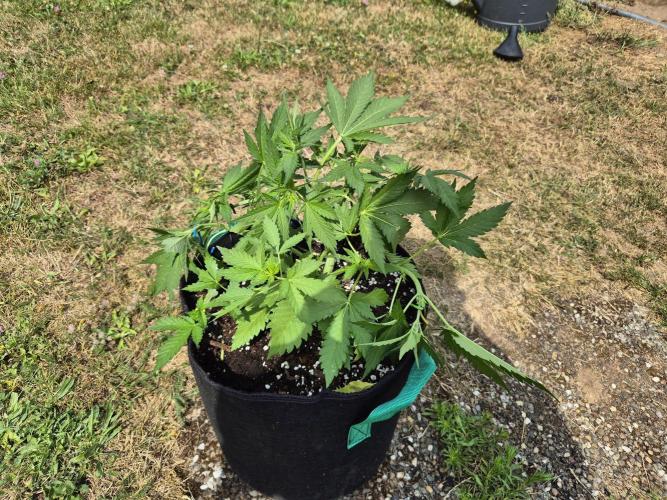 Outdoor Fastbuds grow 2026. Week 4