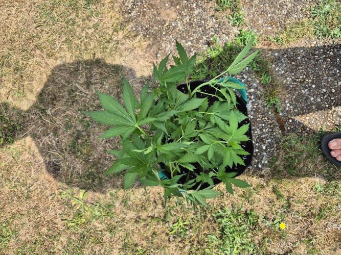 Outdoor Fastbuds grow 2026. Week 4