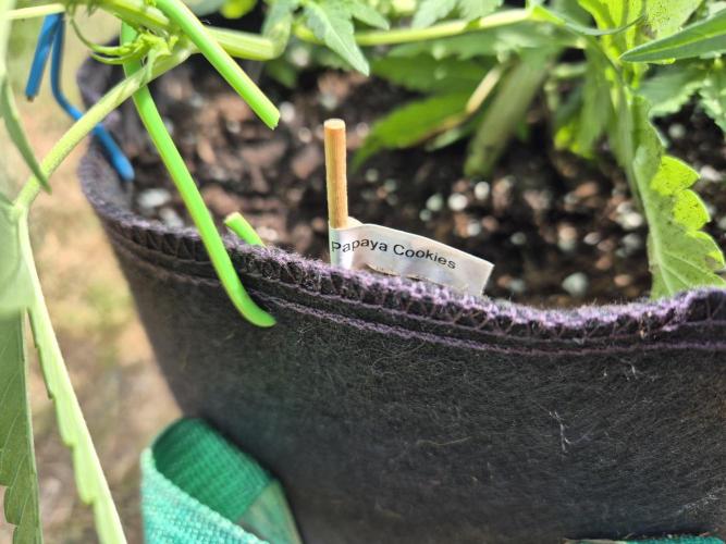 Outdoor Fastbuds grow 2026. Week 4
