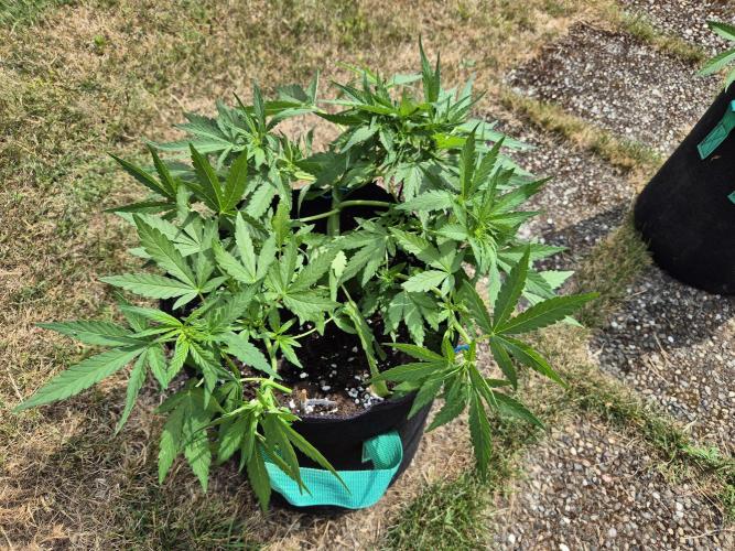 Outdoor Fastbuds grow 2026. Week 4