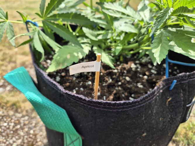 Outdoor Fastbuds grow 2026. Week 4