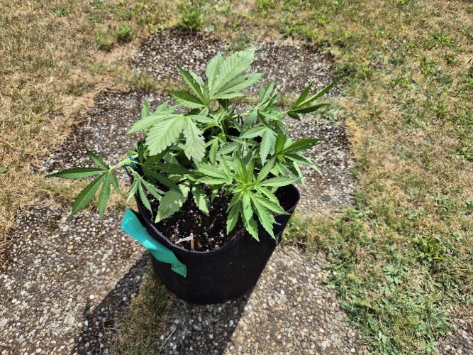 Outdoor Fastbuds grow 2026. Week 4