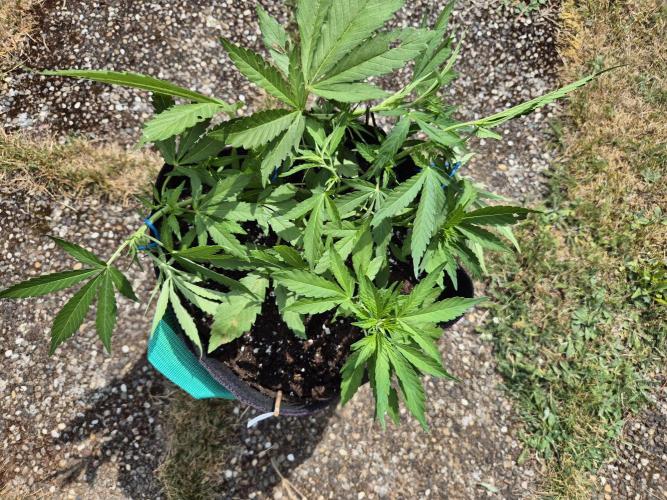 Outdoor Fastbuds grow 2026. Week 4