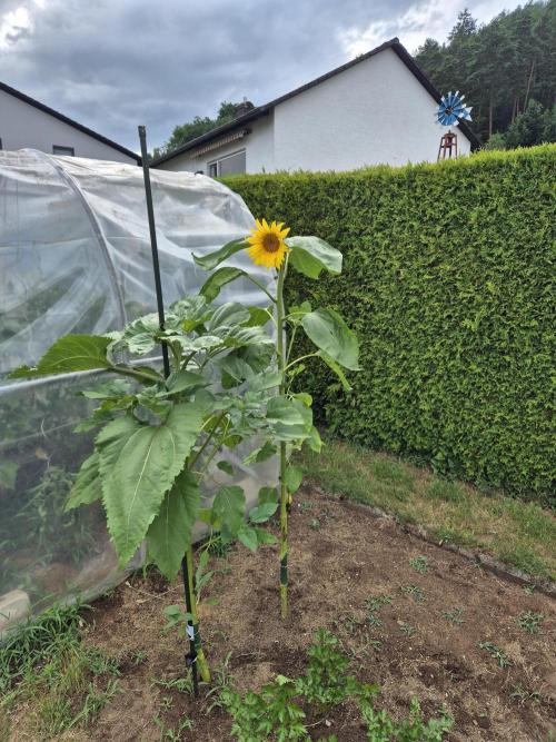 Outdoor Fastbuds grow 2026. Week 4 - Good neighbors 