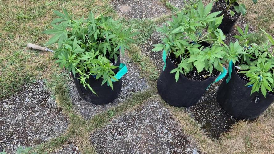 Outdoor Fastbuds grow 2026