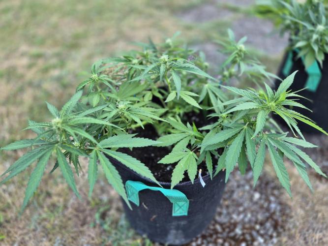 Outdoor Fastbuds grow 2026. Week 5