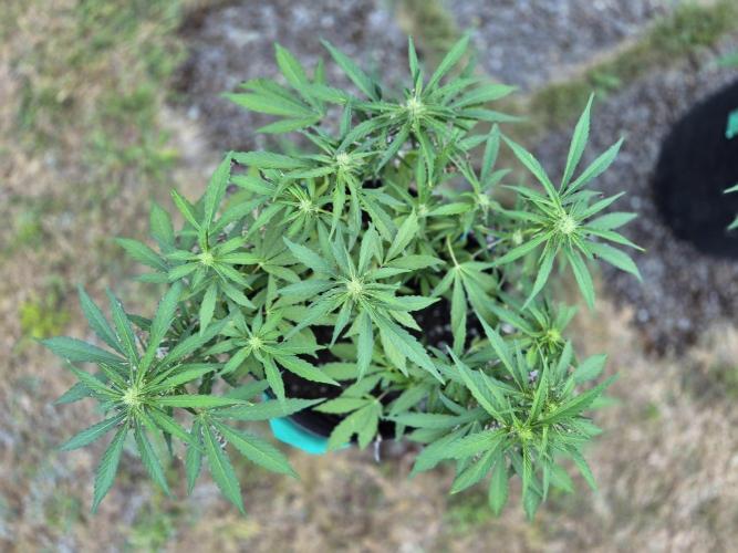 Outdoor Fastbuds grow 2026. Week 5