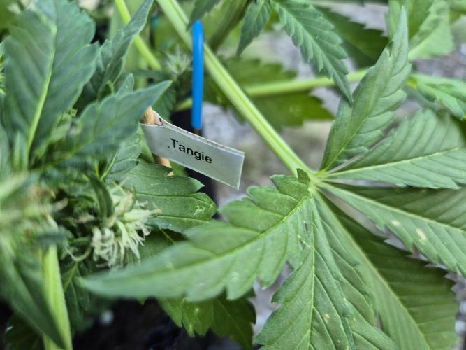 Outdoor Fastbuds grow 2026. Week 5