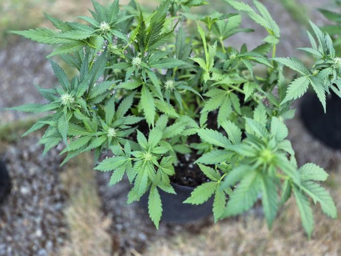 Outdoor Fastbuds grow 2026. Week 5