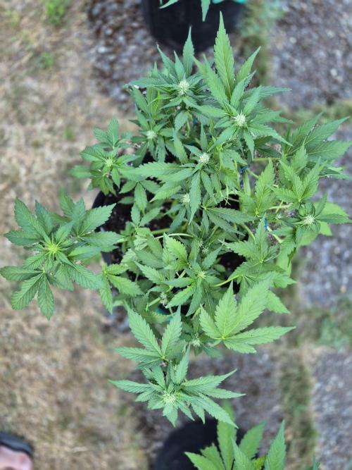 Outdoor Fastbuds grow 2026. Week 5