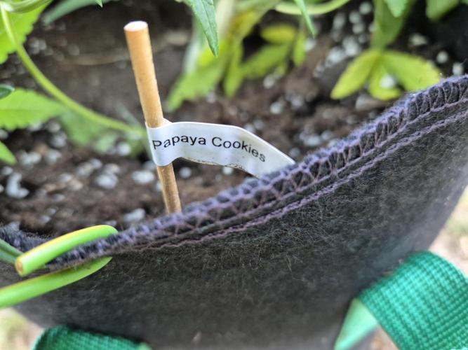 Outdoor Fastbuds grow 2026. Week 5