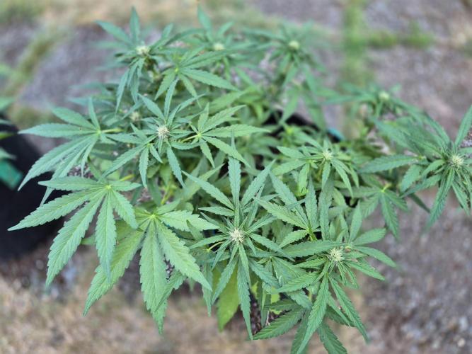 Outdoor Fastbuds grow 2026. Week 5