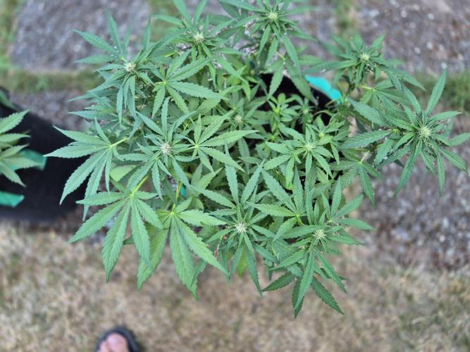 Outdoor Fastbuds grow 2026. Week 5