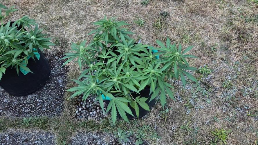 Outdoor Fastbuds grow 2026