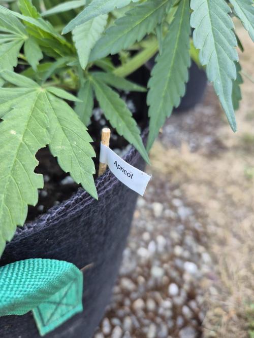 Outdoor Fastbuds grow 2026. Week 5