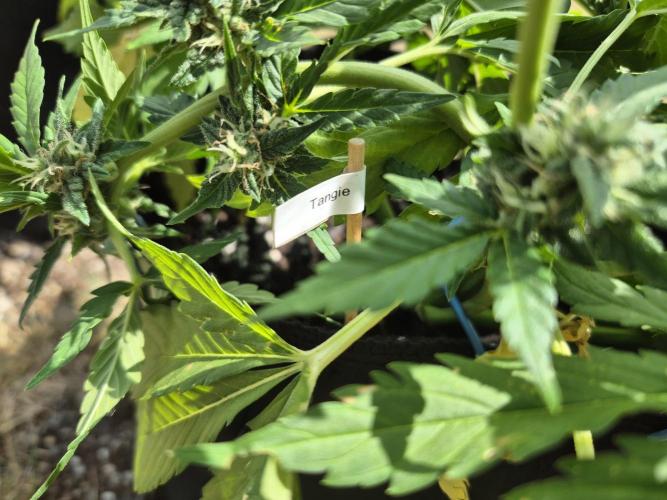 Outdoor Fastbuds grow 2026. Week 6