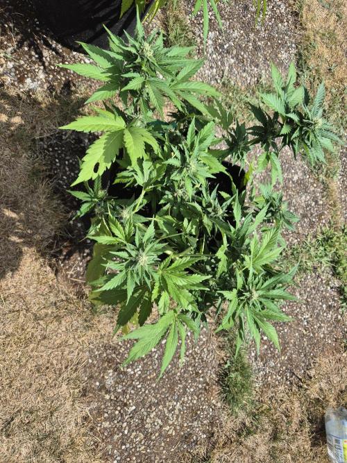 Outdoor Fastbuds grow 2026. Week 6