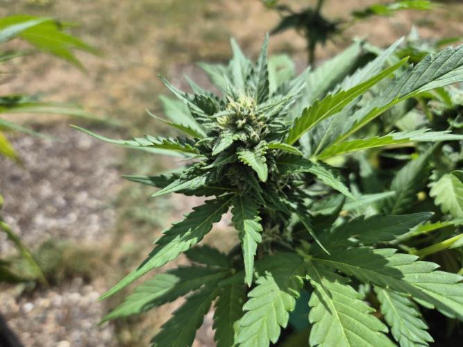 Outdoor Fastbuds grow 2026. Week 6