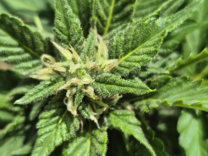 Outdoor Fastbuds grow 2026. Week 6