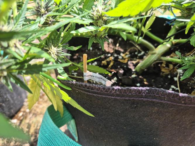 Outdoor Fastbuds grow 2026. Week 6