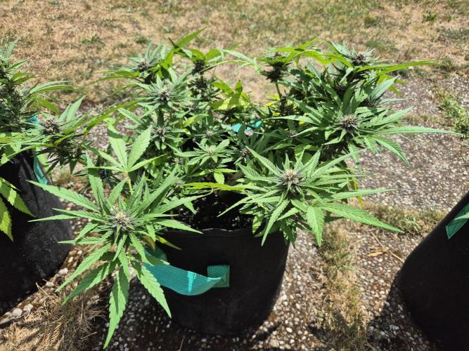 Outdoor Fastbuds grow 2026. Week 6