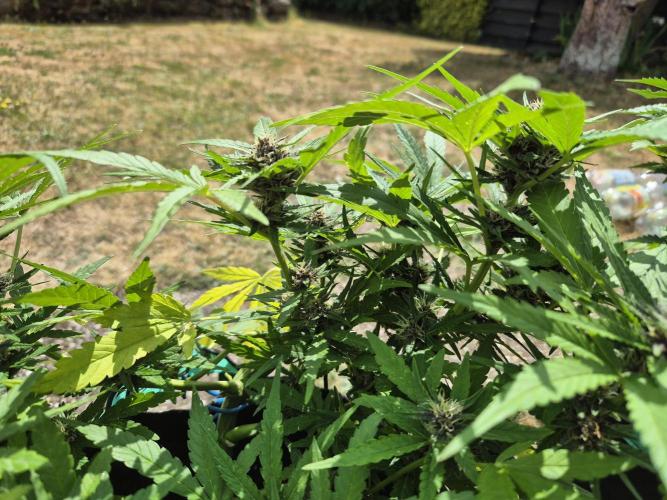 Outdoor Fastbuds grow 2026. Week 6