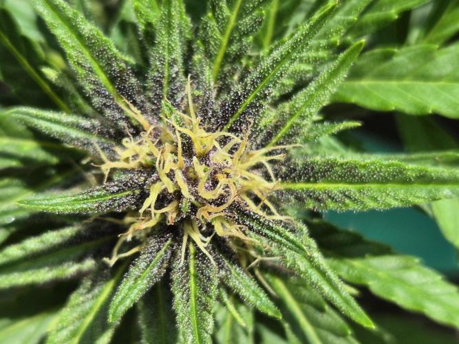 Outdoor Fastbuds grow 2026. Week 6