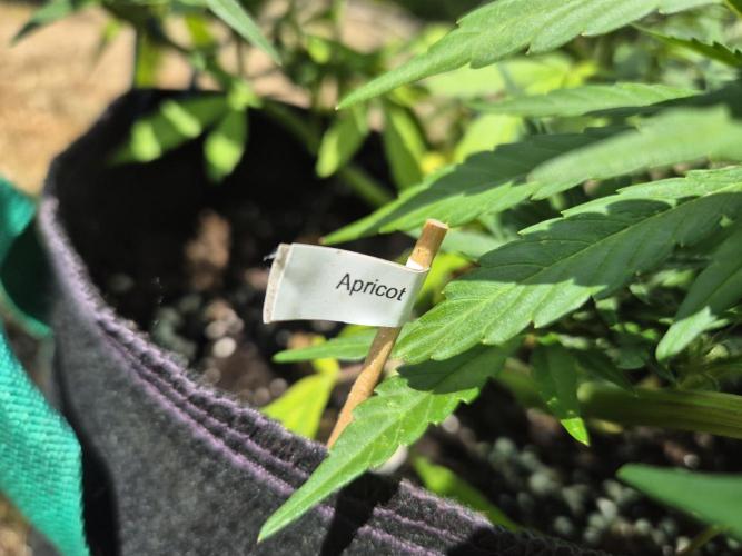 Outdoor Fastbuds grow 2026. Week 6