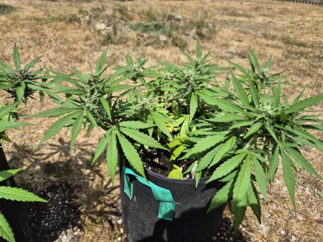 Outdoor Fastbuds grow 2026. Week 6