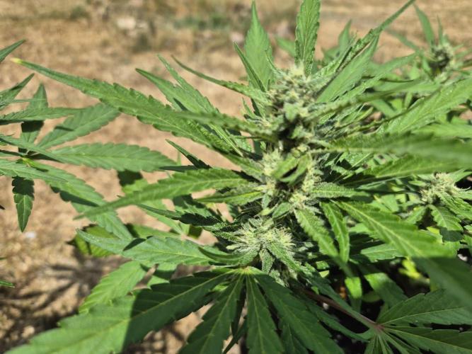 Outdoor Fastbuds grow 2026. Week 6