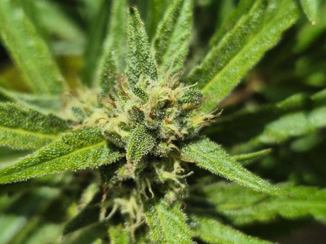Outdoor Fastbuds grow 2026. Week 6