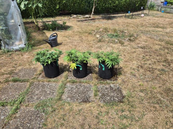 Outdoor Fastbuds grow 2026. Week 6