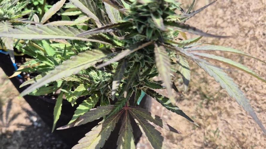 Outdoor Fastbuds grow 2026