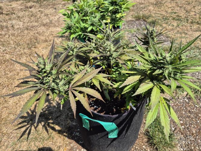 Outdoor Fastbuds grow 2026. Week 7