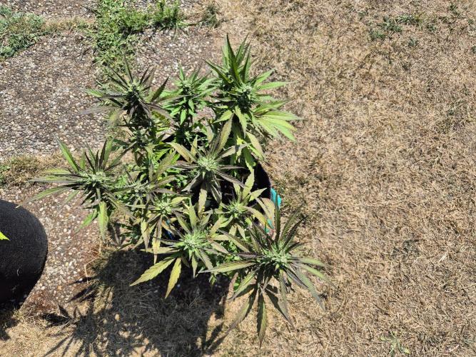 Outdoor Fastbuds grow 2026. Week 7