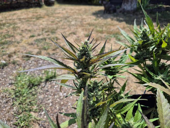 Outdoor Fastbuds grow 2026. Week 7