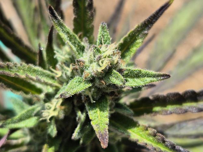 Outdoor Fastbuds grow 2026. Week 7
