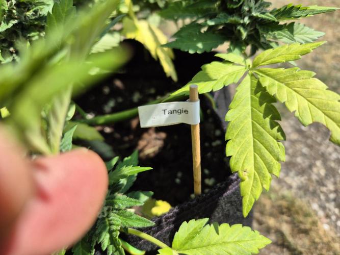 Outdoor Fastbuds grow 2026. Week 7