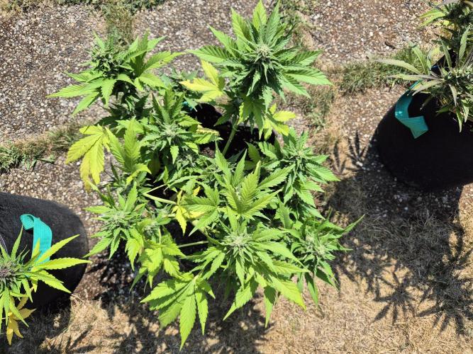 Outdoor Fastbuds grow 2026. Week 7