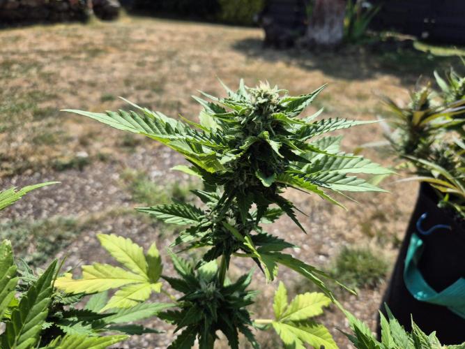Outdoor Fastbuds grow 2026. Week 7
