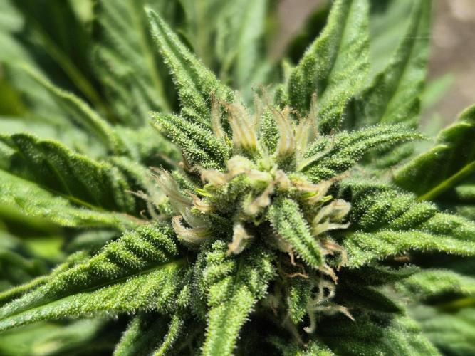 Outdoor Fastbuds grow 2026. Week 7