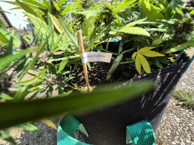 Outdoor Fastbuds grow 2026. Week 7