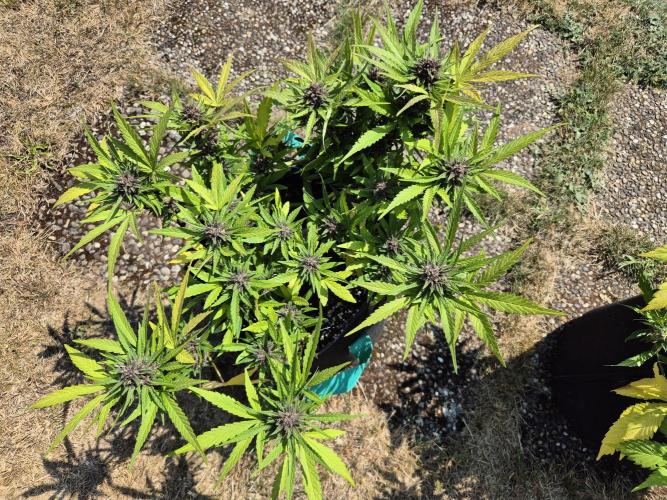 Outdoor Fastbuds grow 2026. Week 7