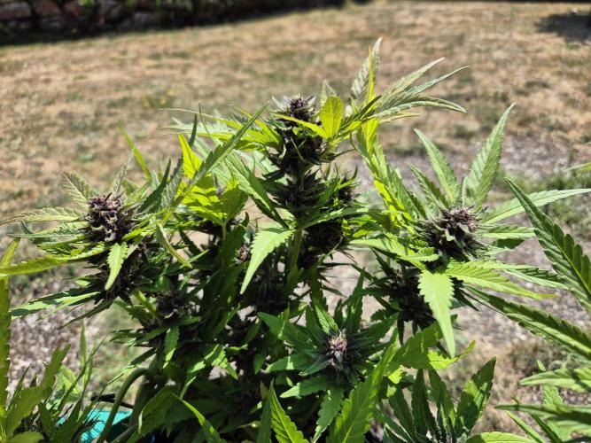 Outdoor Fastbuds grow 2026. Week 7