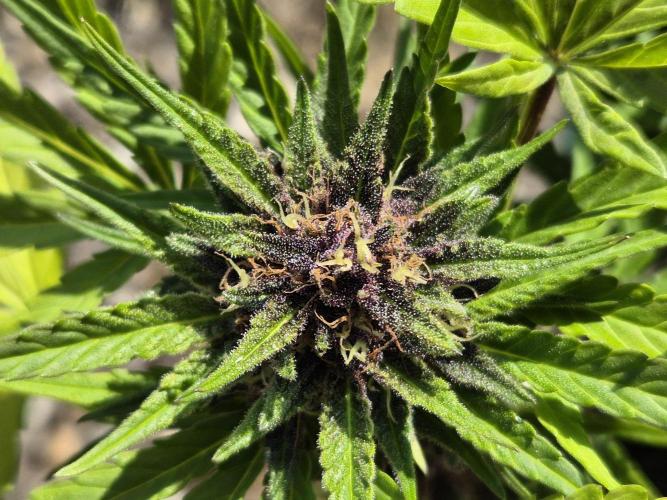 Outdoor Fastbuds grow 2026. Week 7