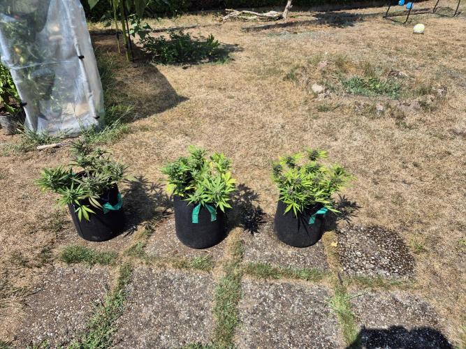 Outdoor Fastbuds grow 2026. Week 7