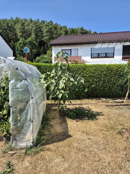 Outdoor Fastbuds grow 2026. Week 7